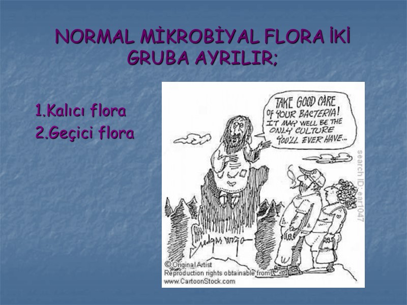 NORMAL MİKROBİYAL FLORA İKİ GRUBA AYRILIR; 1.Kalıcı flora 2.Geçici flora